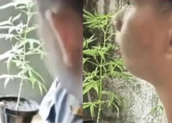 Pemuda Solo Sopir MBG Nekat Tanam Ganja dari Toko Online, Diduga untuk Konsumsi Pribadi