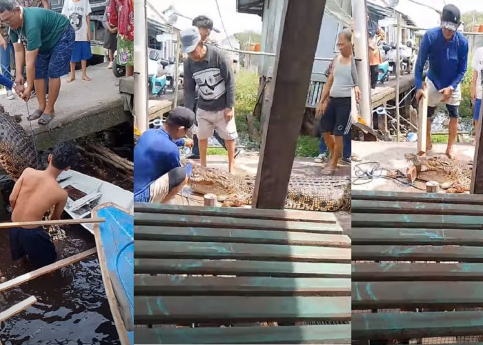 Ih Ngeri, Warga Tulung Selapan Angkat Buaya Besar Tanpa Alat Pengaman
