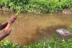 5 Rekomendasi Umpan Memancing di Sungai Dijamin Banjir Sambaran Ikan, Apa Aja?
