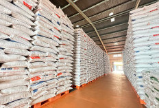 Beras Impor Banjiri Indonesia saat Jenis Lokal Harganya Melonjak dan Langka!