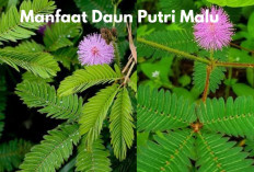 6 Manfaat Daun Putri Malu yang Belum Banyak Orang Tahu, Begini Cara Pengolahannya...