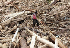 Kasus Kayu Gelondongan yang Terseret Banjir Sumatera Naik ke Tahap Penyidikan, Siapa Tersangka Dibalik Ini?