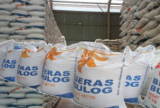 RI Sukses Swasembada Pangan? Stok Beras Bulog Tertinggi Sepanjang Sejarah, Segini Jumlahnya!