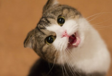 5 Ras Kucing yang Suka Malas-Malasan di Rumah, Kaum Rebahan Auto Full Senyum...