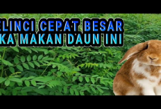 Info Ternak, 8 Manfaat Tanaman Indigofera Sebagai Pakan Kelinci yang Perlu Kamu Ketahui