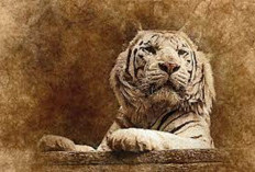 Khodam Suci! Jejak Kehadiran yang Mengubah Hidup