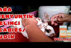 Awas Jangan Sampai Salah! 9 Tips Cara Menyuntik Kelinci Dengan Benar untuk Pemula, Apa Aja?