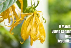 6 Manfaat Bunga Kenanga untuk Kecantikan Agar Kulit Cerah, Begini Cara Pakainya