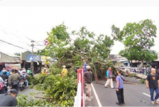 The Real Hero! Seorang Ibu Tertimpa Pohon Demi Selamatkan Anaknya di Tebet Eco Park