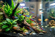 Rekomendasi 5 Jenis Ikan Hias Terbaik untuk Pemula, Cocok untuk Akuarium Rumahan!
