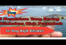Kamu Harus Tau Nih! 8 Faktor yang Dapat Menyebabkan Gagal Panen Dalam Budidaya Udang Windu, Apa Aja?