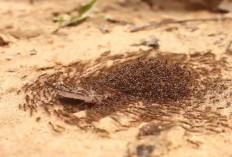 Apa Penyebab Lingkaran Kematian Semut? Simak di Sini Penjelasannya...