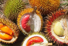 Mirip Durian tapi Beda! Kenali 5 Manfaat Buah Lai untuk Kesehatan yang Tak Banyak Orang Tahu