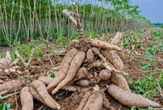 Rahasia Petani Singkong Jadi Jutawan: Metode Tanam Inovatif Tanpa Biaya!