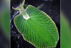 8 Jenis Hewan yang Memiliki Kemampuan Kamuflase Alami Karena Keunikan Bentuk Tubuhnya, Apa Aja?