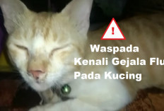 Musim Hujan Buat Kucing Mudah Terserang Penyakit! Kenali 12 Gejala Anabul Terserang Flu dan Cara Mengobatinya