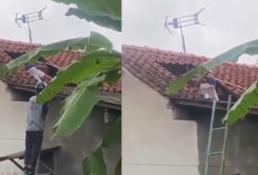 Tragis! Masinis di Kroya Tewas Diserang Tawon Vespa Saat Bersihkan Toren