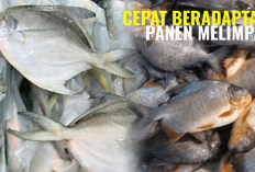 Kamu Ingin Memulai Bisnis? Melirik Usaha Budidaya Ikan Bawal Bisa Menjadi Pilihan Sukses di Dunia Perikanan