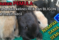 Awas Tertipu! 5 Perbedaan Kelinci Rex dan Bligon yang Bikin Pembeli Suka Salah Paham, Kenapa?