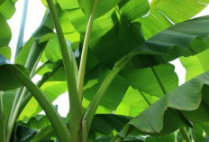 Melejit! Hasilkan Ratusan Juta dari Ekspor Daun Pisang, Berikut 5 Negara di Dunia Dijual Rp200 Ribu Per Lembar