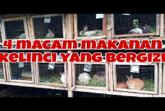 Kamu Harus Tau Nih 4 Makanan yang Sehat dan Bergizi Untuk Kelinci, Apa Aja?