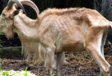 Waspada! Penyebab Kambing Kurus, Gejala, dan Cara Mengatasinya untuk Peternak Pemula, Cek Disini