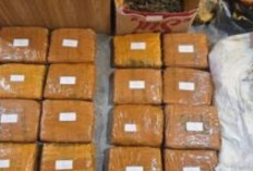 Polisi Gagalkan Peredaran Hampir 19 Kg Ganja di Jakarta Barat, Satu Tersangka Diamankan
