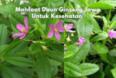 Kenali 7 Manfaat Daun Ginseng Jawa, Herbal Andalan yang Wajib Dicoba