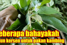 5 Bahaya Daun Pohon Ceri Sebagai Pakan untuk Kambing, Perhatikan Risiko dan 4 Tindakan Pencegahan