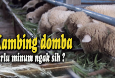 Kamu Harus Tau Nih! Fakta Atau Mitos Benarkah Kambing Tidak Butuh Minum? Gini Penjelasannya