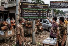 Pembukaan Harga TBS Sawit Sumatera Awal Agustus 2026: Daerah Mana yang Alami Kenaikan Tertinggi?