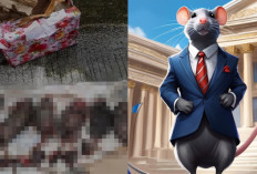 Kembali di Teror! Kantor Tempo Digegerkan Kiriman Bangkai Tikus Tanpa Kepala