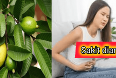 Sakit Diare Sembuh Total, Inilah 8 Manfaat Daun Jambu Biji untuk Lambung yang Bikin Sehat, Bapak Ibu Wajib Tau