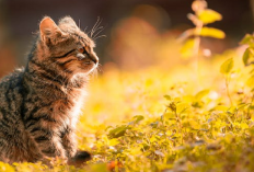 Waspada Cat Lover! Ternyata Ini 6 Alasan Kucing Kabur Dari Rumah, Simak Penjelasannya di Sini...