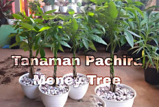 7 Tanaman Jadi Pembawa Rezeki dan Keberuntungan, Crassula ovata hingga Tanaman Janda Bolong, Yuk Cek