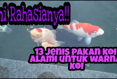 Yuk Intip! Rekomendasi Pakan untuk Ikan Koi yang Menjaga Warna dan Kesehatannya, Apa Tuh?