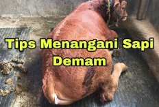 Sapi Kamu Sakit Demam? Jangan Khawatir, Lakukan 7 Langkah Cara untuk Mengatasinya!