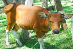 Peternak Wajib Tau! Faktor Penyebab Sapi Sakit LSD dan Tips Pencegahannya, Apa Aja? Cek Selengkapnya