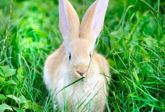 Info Rabbit, 4 Jenis Makanan Sehat dan Bergizi untuk Kelinci, Bunny Lovers Harus Kasih Ini! Pasti Bikin Gemuk