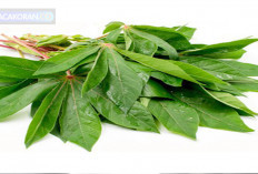 Daun Ubi Yang Memiliki 8 Manfaat Luar Biasa Serta Cara Mengolahnya untuk Kesehatan