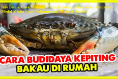 Info Bisnis, Cara Memulai Usaha Kepiting Bakau Skala Rumahan, Modal Minim Cuan Puluhan Juta, Menarik Bukan?