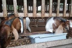 Cara Pemberian Pakan untuk Kambing Pedaging Saat Masa Kawin, Tips Mendorong Keberhasilan Ternak dengan Makanan