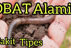 5 Macam Penyakit yang Bisa Di Obati Dengan Menggunakan Olahan Cacing Tanah, Kok Bisa?