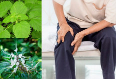 Ini 6 Tanaman Herbal Ampuh untuk Membantu Tubuh Menyeimbangkan Kadar Asam Urat, Apa Saja?