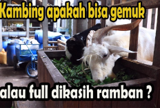 Manfaat dan Keberagaman Ramban Sebagai Pakan Kambing Apakah Bisa Bikin Gemuk? Gini Penjelasannya!