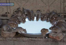 5 Cara Tanggulangi Penyakit Tikus dari 4 jenis Penyakitnya