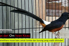 No 5 Haram dipelihara! Tips Om Iwan Kicau Memelihara Murai Batu untuk Lomba, Ini Burung yang Wajib di Hindari 