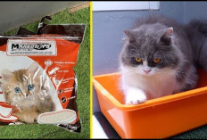 5 Cara Melatih Kucing Agar Tidak Buang Kotorannya Sembarangan di Rumah, Nomor 1 Wajib Dilakukan...