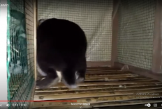 7 Tips Mengawinkan Kelinci Dijamin Sukses 100 Persen Berhasil!