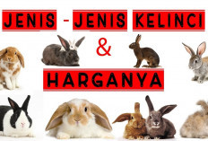Mengenal Jenis-jenis Kelinci Hias yang Ada di Indonesia! No 3 Sangat Menarik Untuk Dilihat...